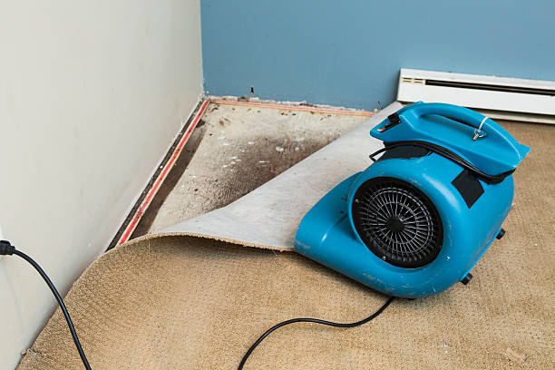 Carpet water damage restoration